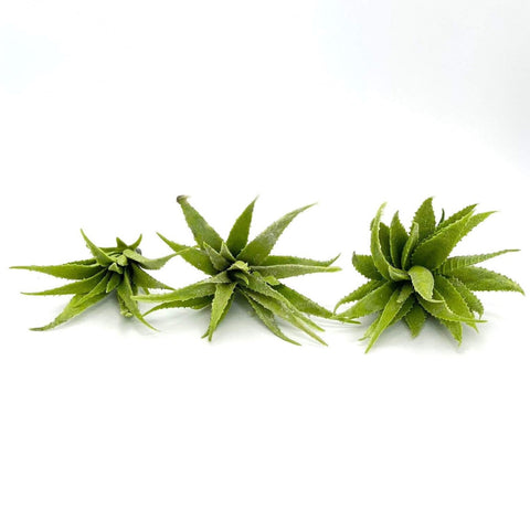 2.5", 3", 4", 4.25" Large Artificial Succulent