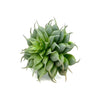 6" Blush Pink and Green Artificial Succulent