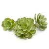 5.5" Artificial Cabbage Succulent